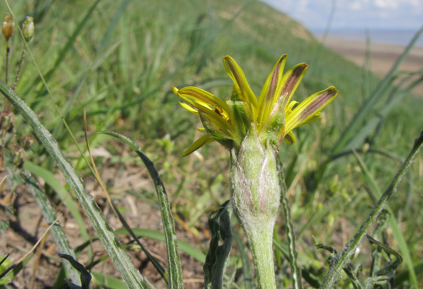 Изображение особи Scorzonera mollis.