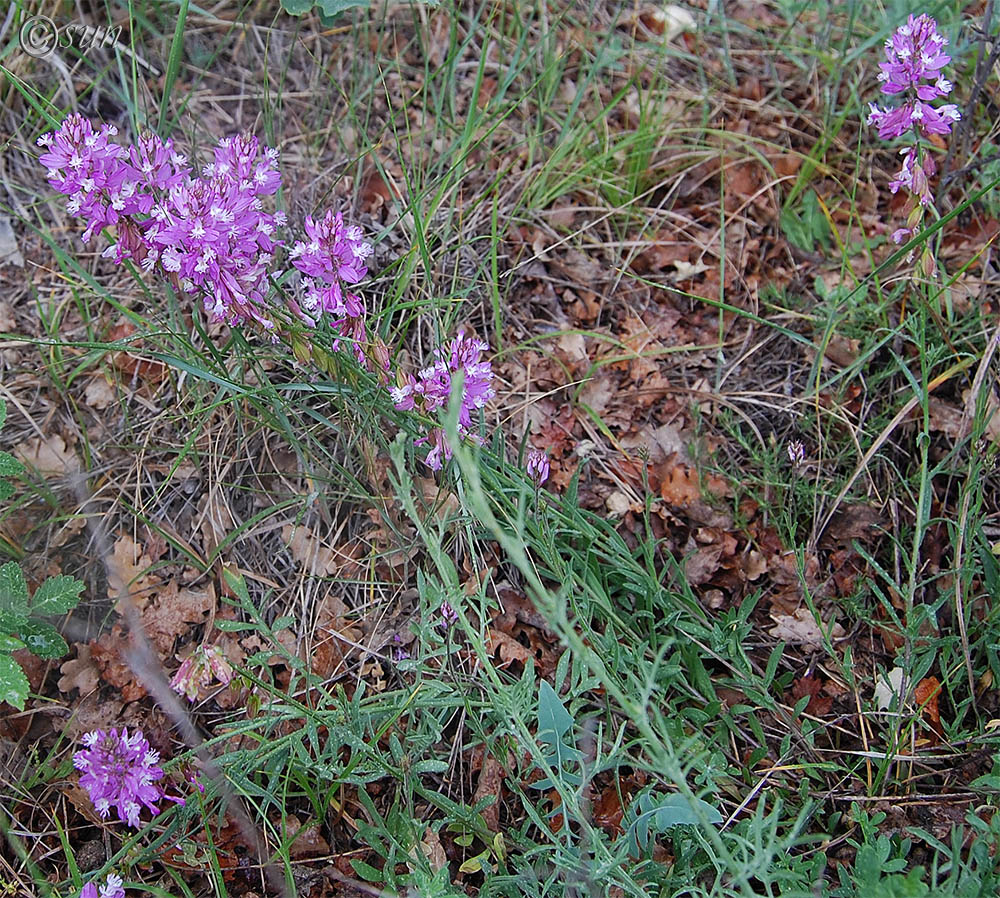 Изображение особи Polygala major.