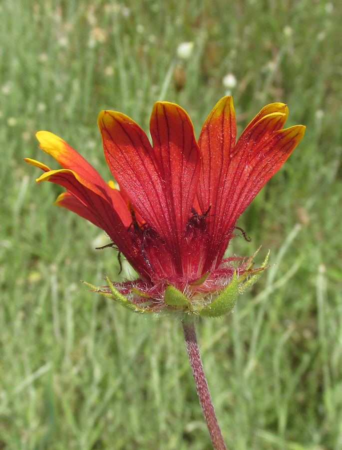 Изображение особи род Gaillardia.