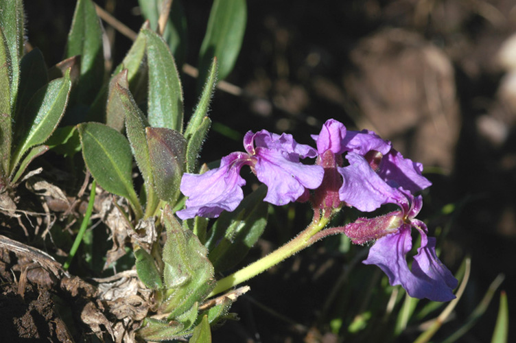 Image of Parrya lancifolia specimen.