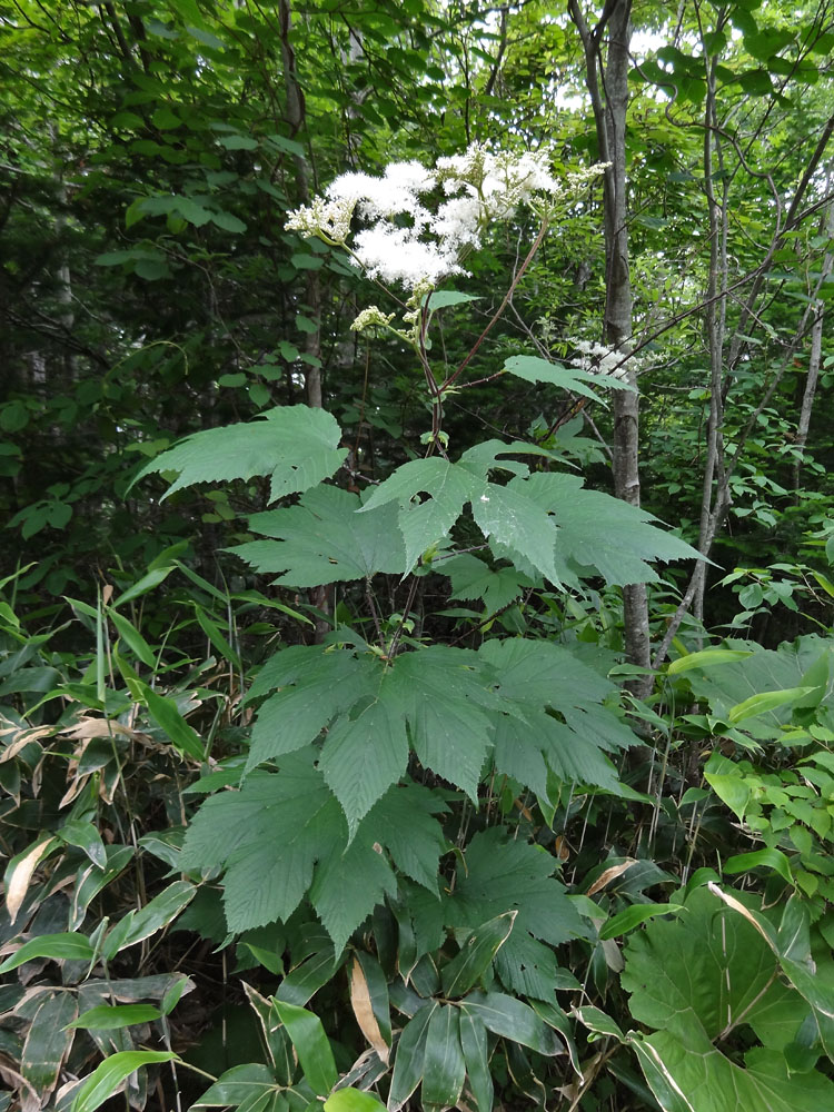 Image of Filipendula camtschatica specimen.