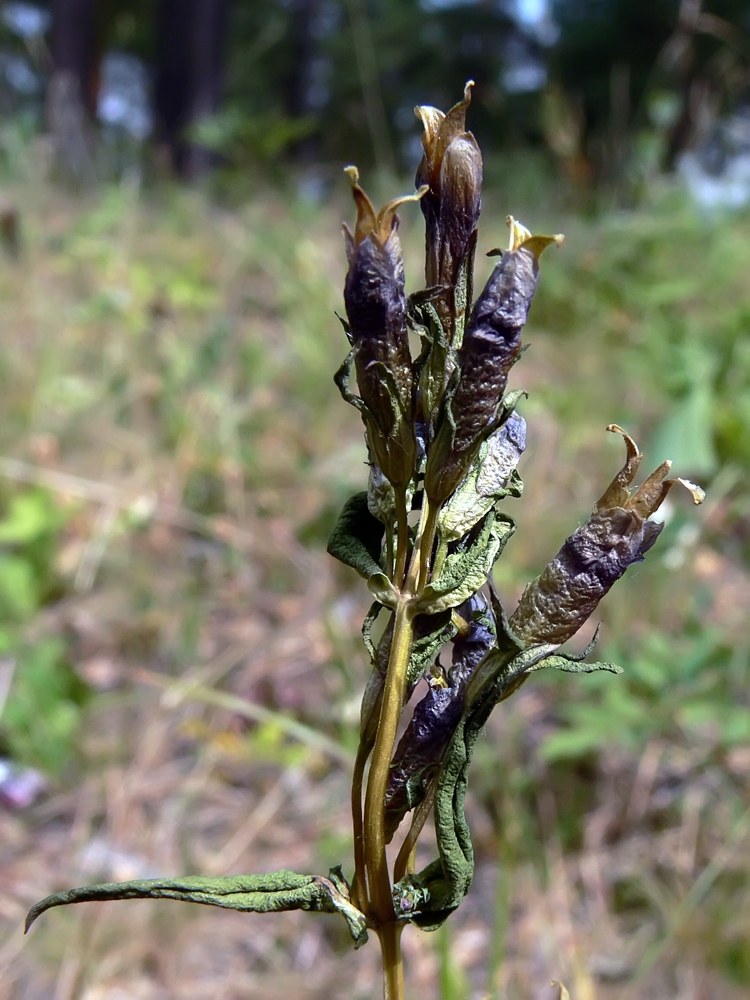 Image of Gentianella amarella specimen.