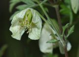 Clematis latisecta. Цветок. Приморский край, Шкотовский р-н, окр. с. Петровка, остепнённый склон, обращенный к долине р. Петровки. 15.08.2015.