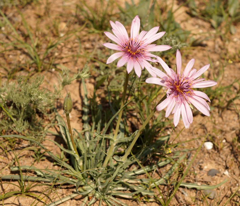 Image of Tragopogon marginifolius specimen.