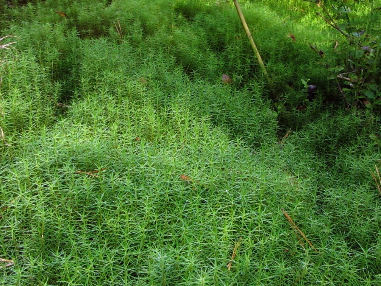 Image of Polytrichum commune specimen.