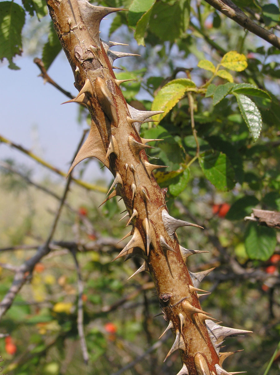 Image of Rosa dumalis specimen.