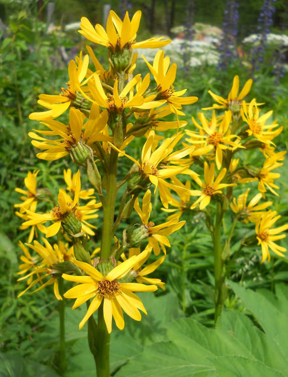 Image of Ligularia sibirica specimen.