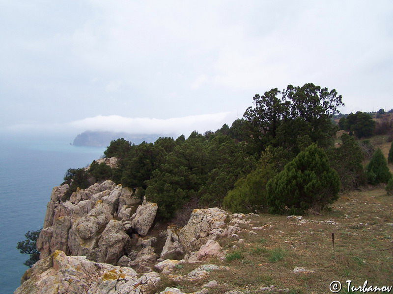 Image of Juniperus excelsa specimen.