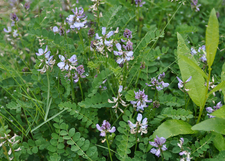 Изображение особи Astragalus alpinus.