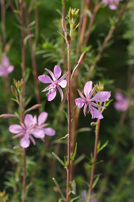 Image of Chamaenerion colchicum specimen.