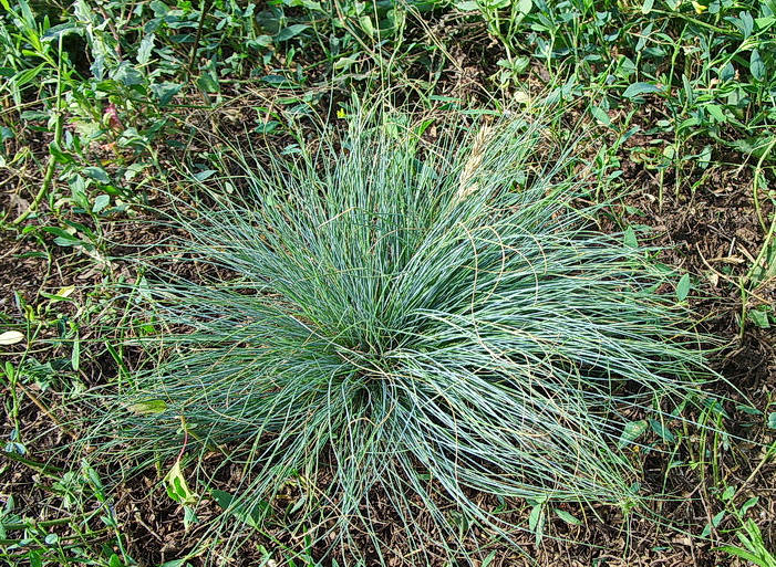 Image of Festuca valesiaca specimen.