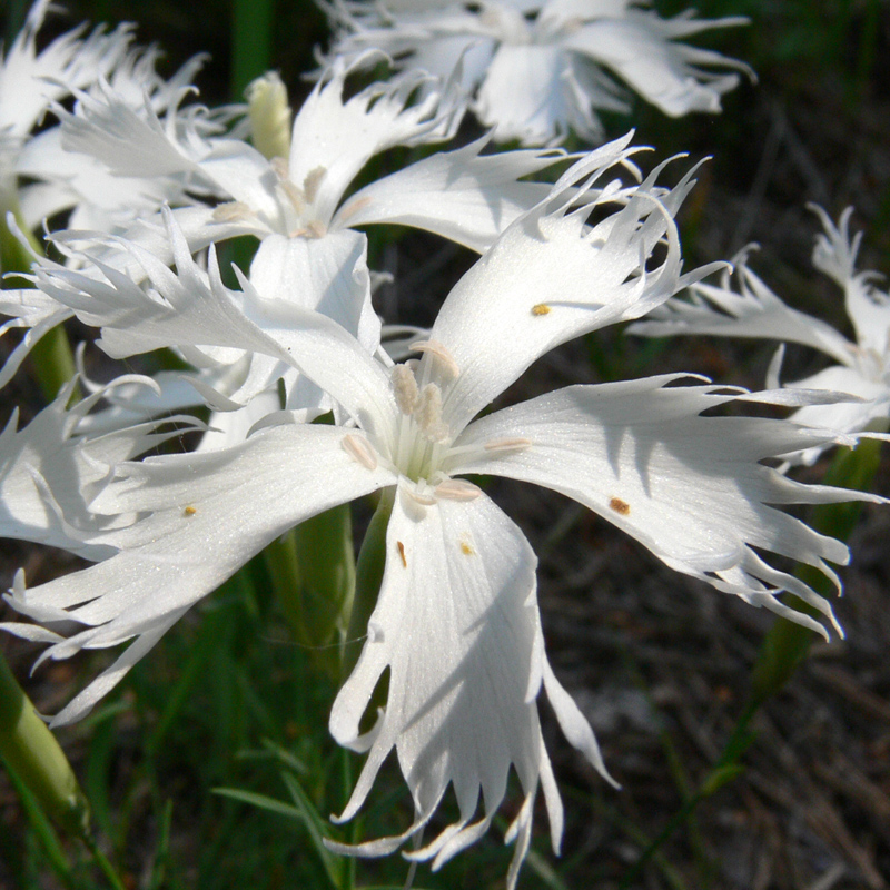 Image of Dianthus acicularis specimen.