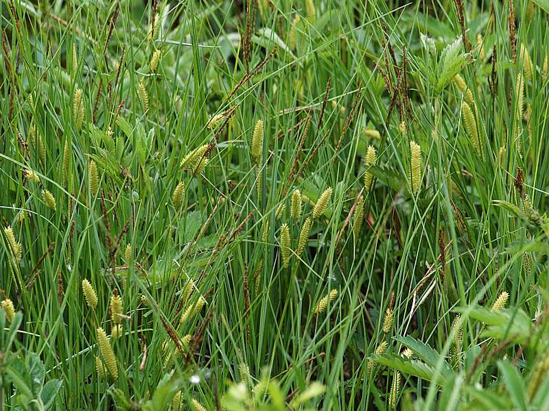 Изображение особи Carex rostrata.