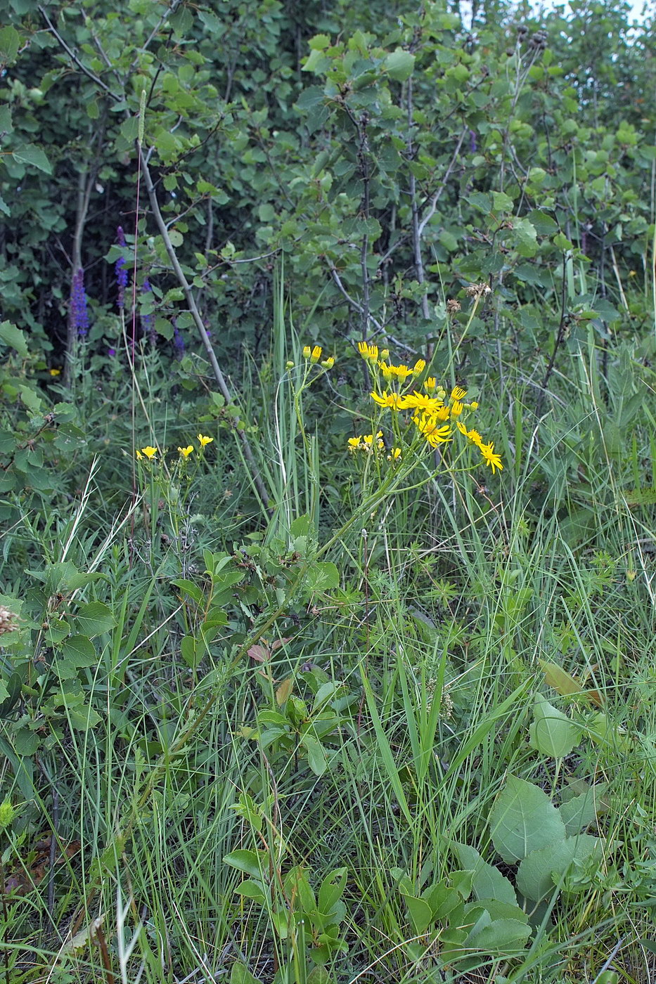 Image of Senecio jacobaea specimen.