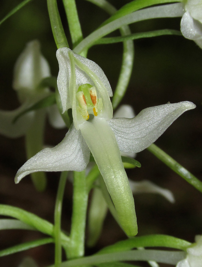 Image of Platanthera bifolia specimen.