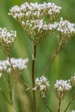 genus Valeriana. Верхушка растения с соцветиями. Ростовская обл., Аксайский р-н, окр. хут. Александровка, в сообществе с Phragmites, у берега реки. 12.06.2016.