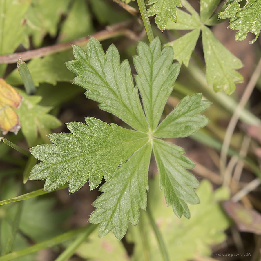 Image of Potentilla heidenreichii specimen.