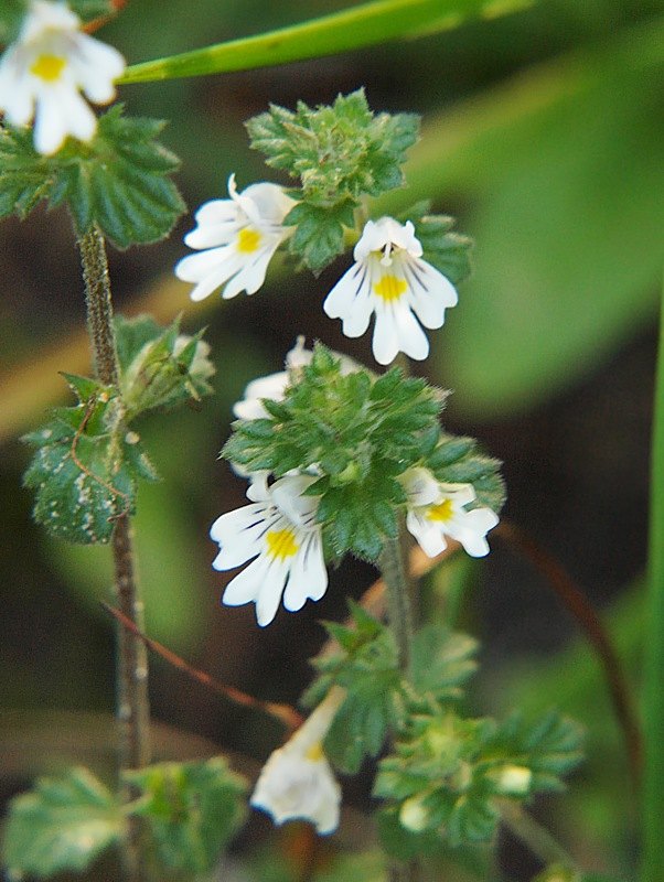 Image of Euphrasia vernalis specimen.