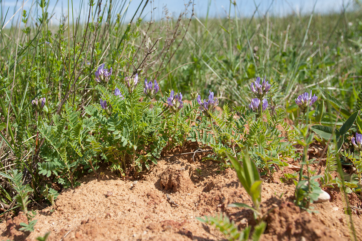 Image of Astragalus danicus specimen.