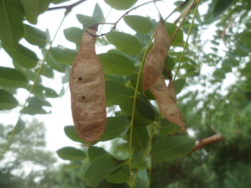 Image of Robinia pseudoacacia specimen.