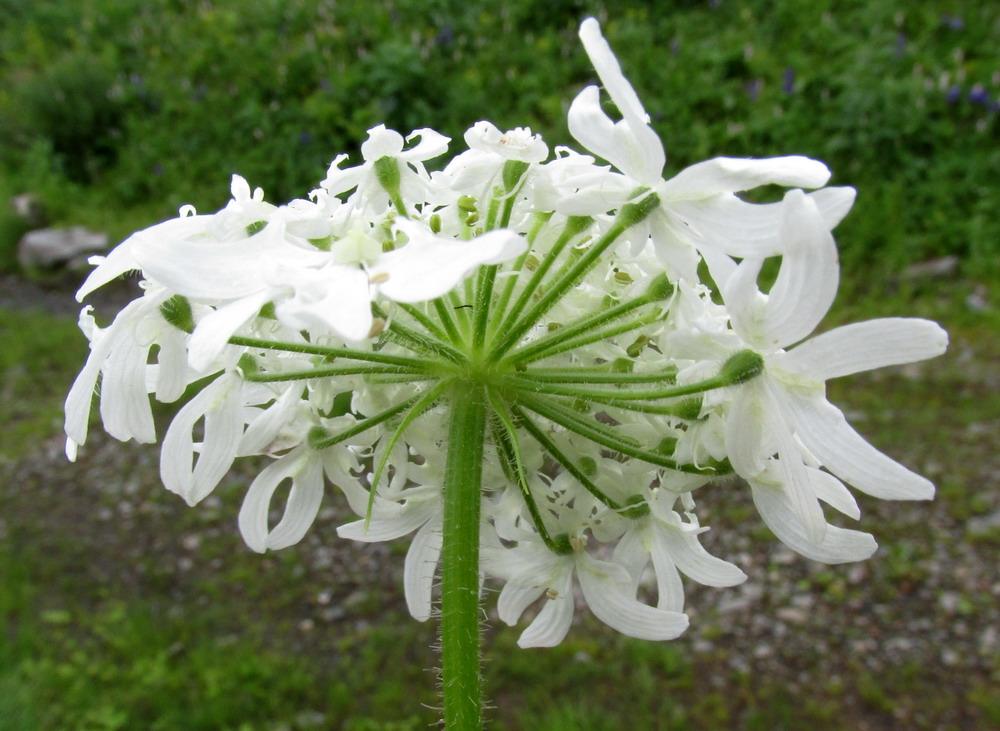 Изображение особи Heracleum dissectum.