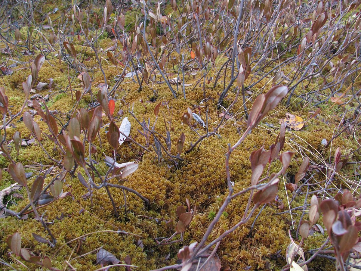 Изображение особи Sphagnum teres.