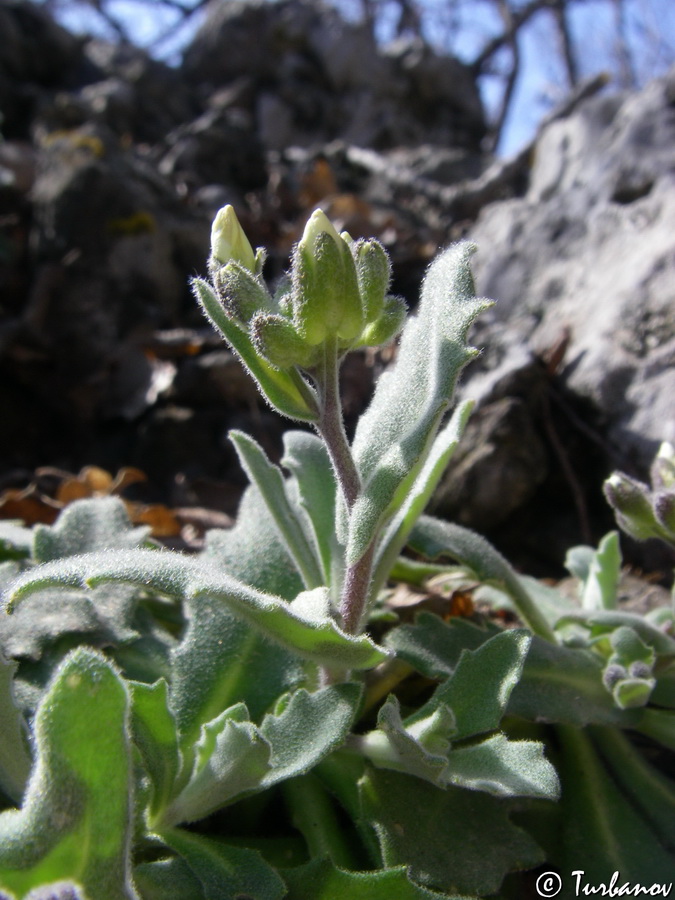 Image of Arabis caucasica specimen.