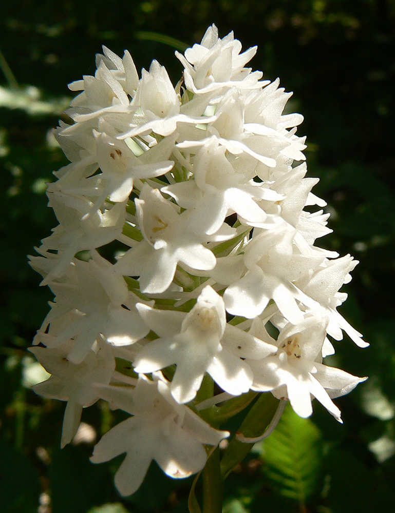 Изображение особи Anacamptis pyramidalis.