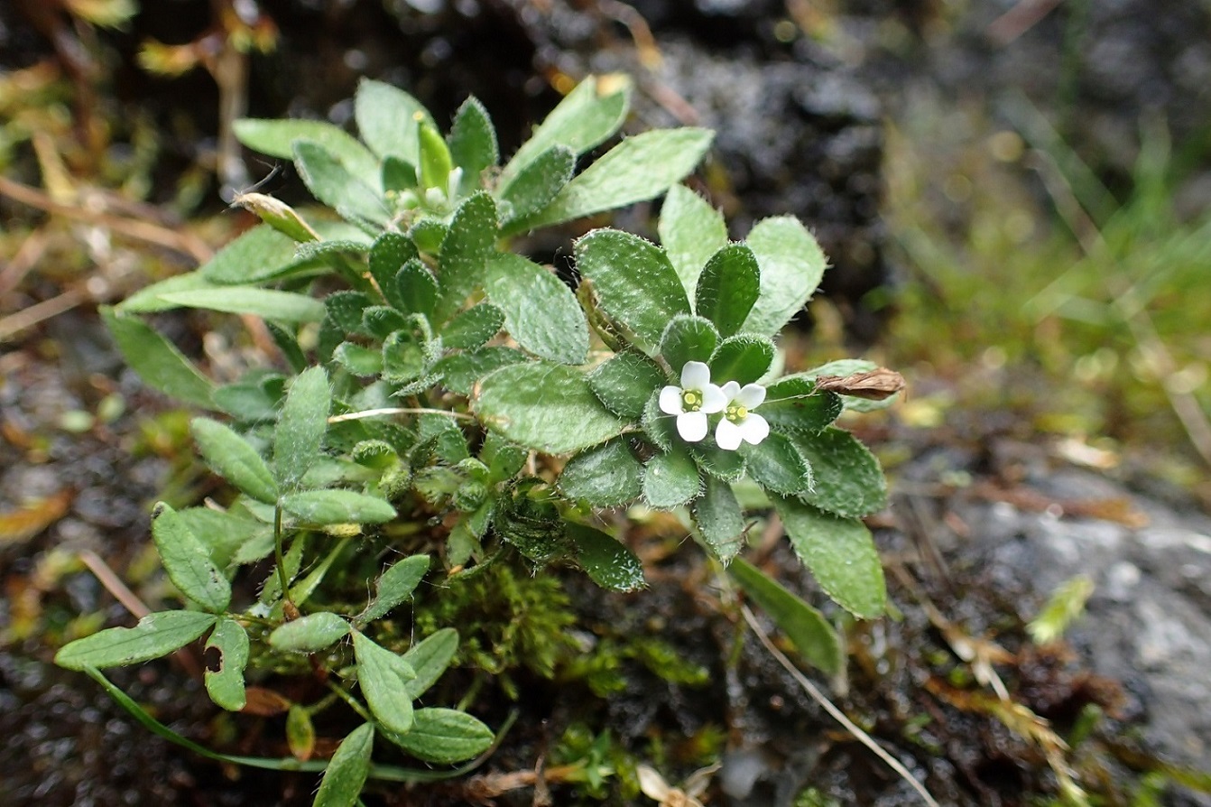 Image of genus Draba specimen.