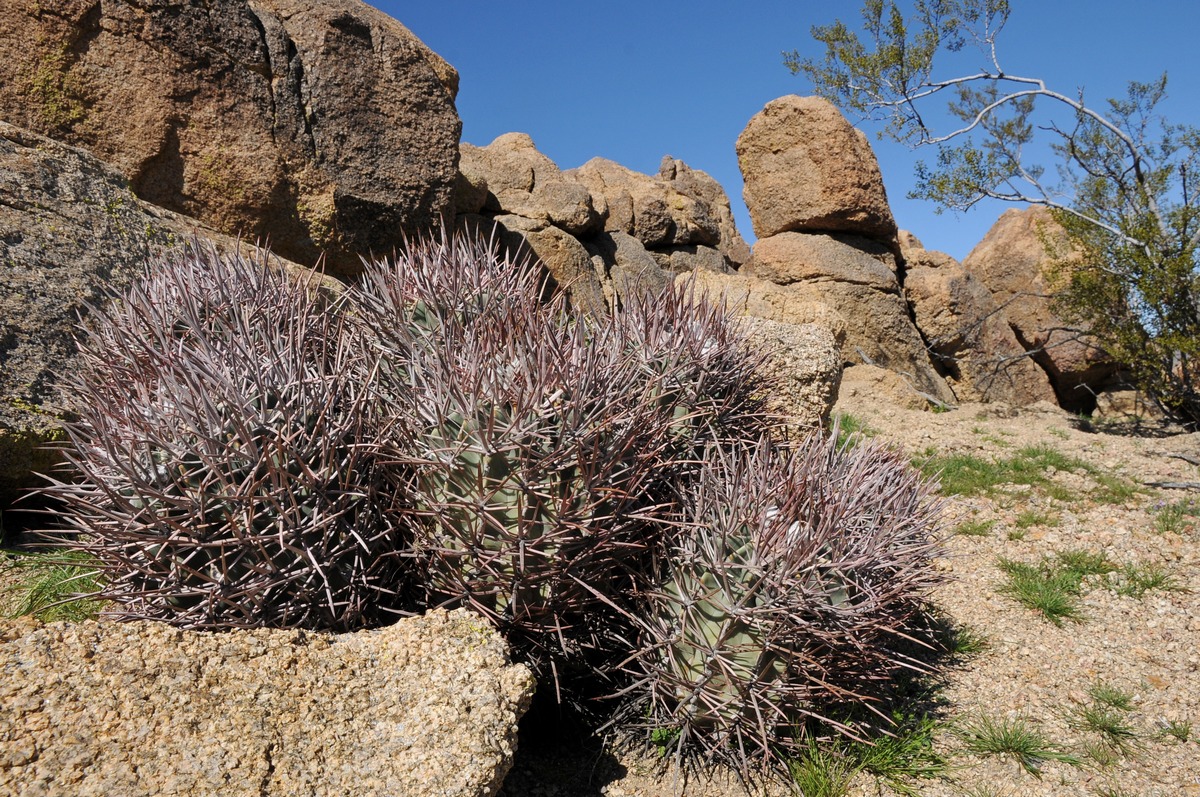 Изображение особи Echinocactus polycephalus.