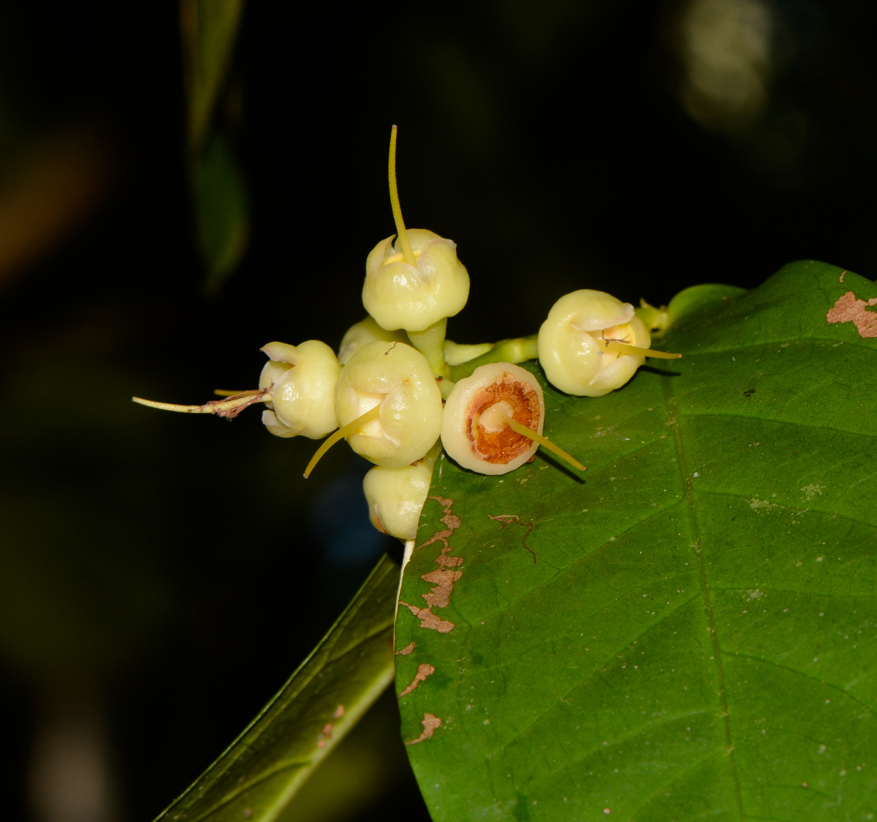 Image of Syzygium aqueum specimen.