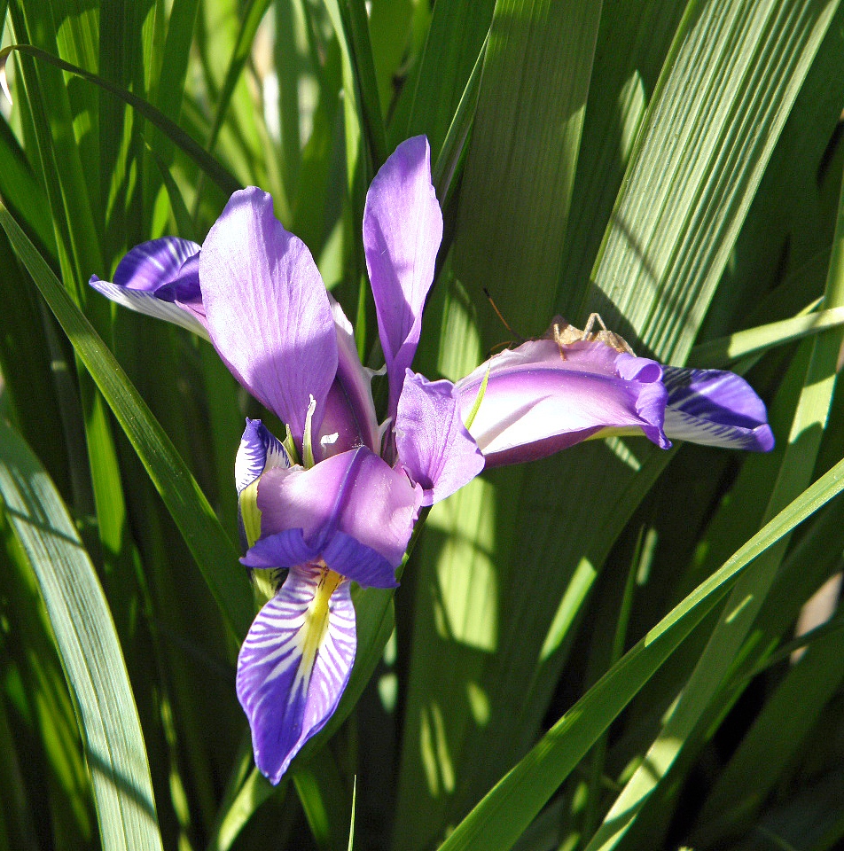 Image of Iris graminea specimen.