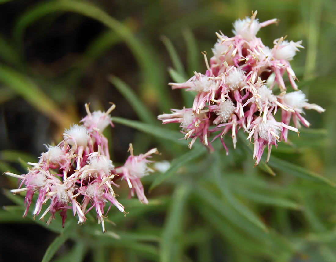 Image of Saussurea salicifolia specimen.