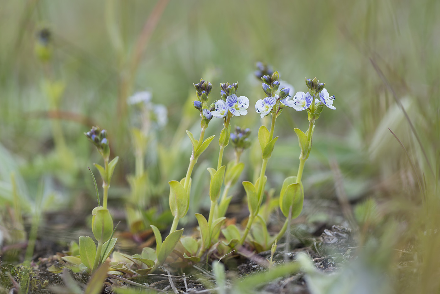 Изображение особи Veronica serpyllifolia.