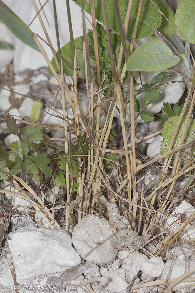 Image of genus Poa specimen.