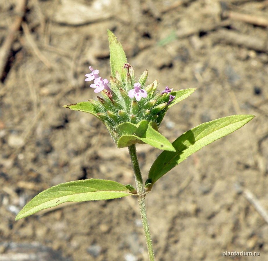 Image of Ziziphora capitata specimen.