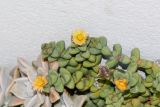 Corpuscularia lehmannii