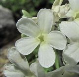 Primula bayernii