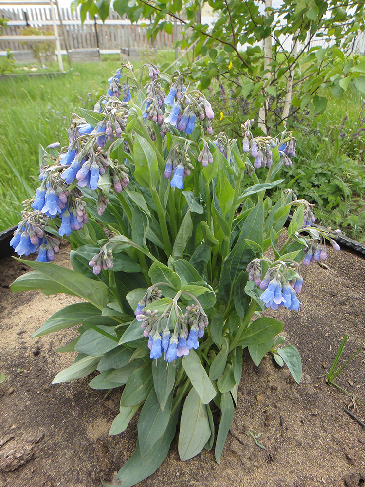 Image of Mertensia sibirica specimen.