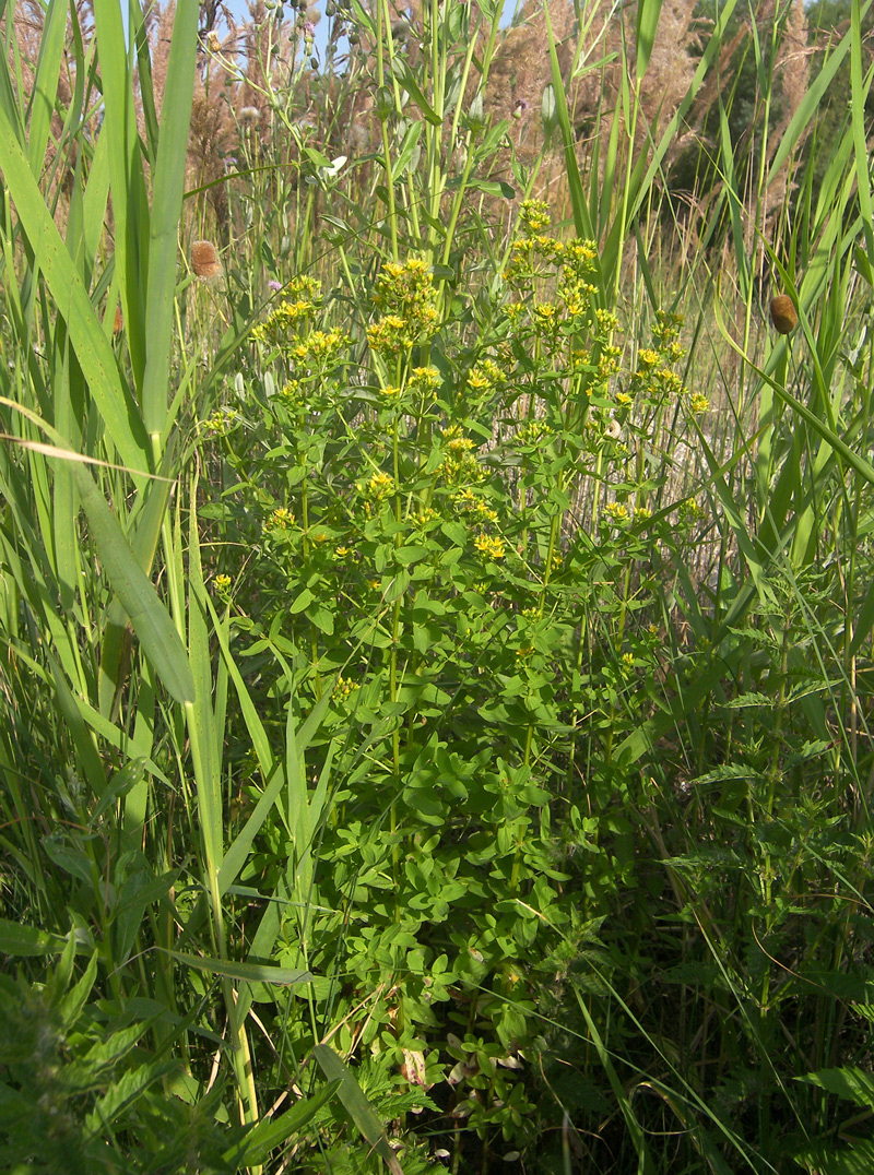 Image of Hypericum tetrapterum specimen.