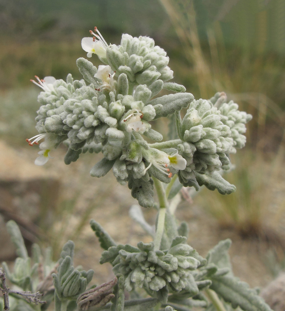 Image of Teucrium capitatum specimen.