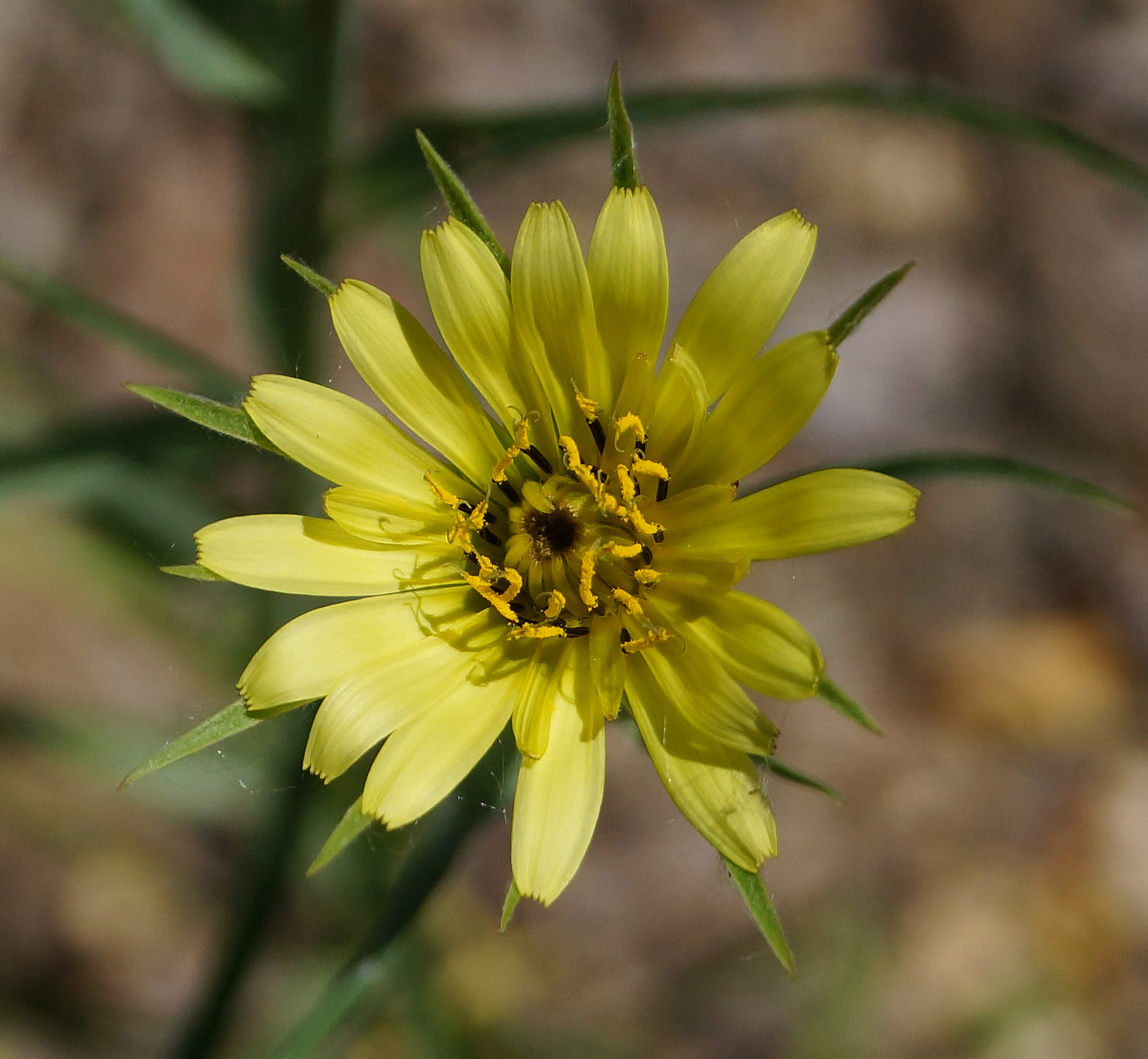 Image of Tragopogon capitatus specimen.