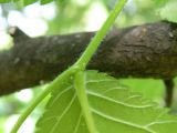 Ulmus glabra. Часть побега с основанием листа. Днепропетровская обл., балка в верховьях р. Самоткани. 07.05.2010.