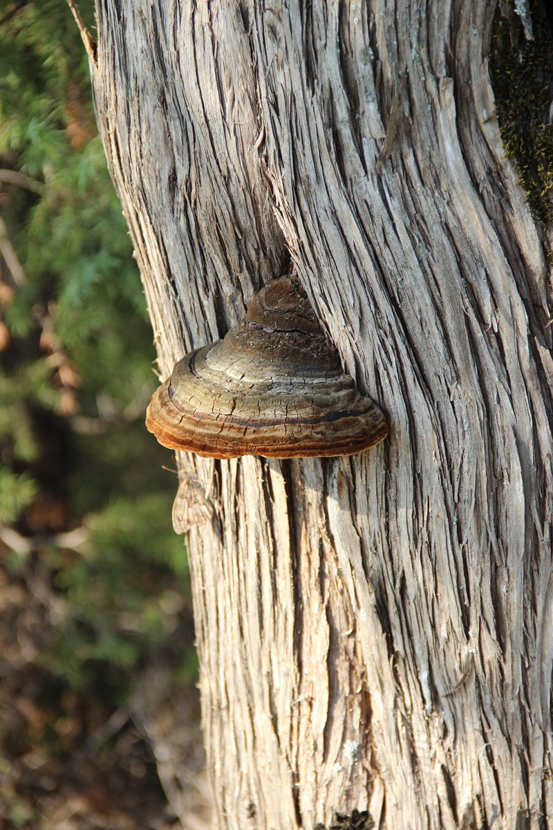 Изображение особи Juniperus excelsa.