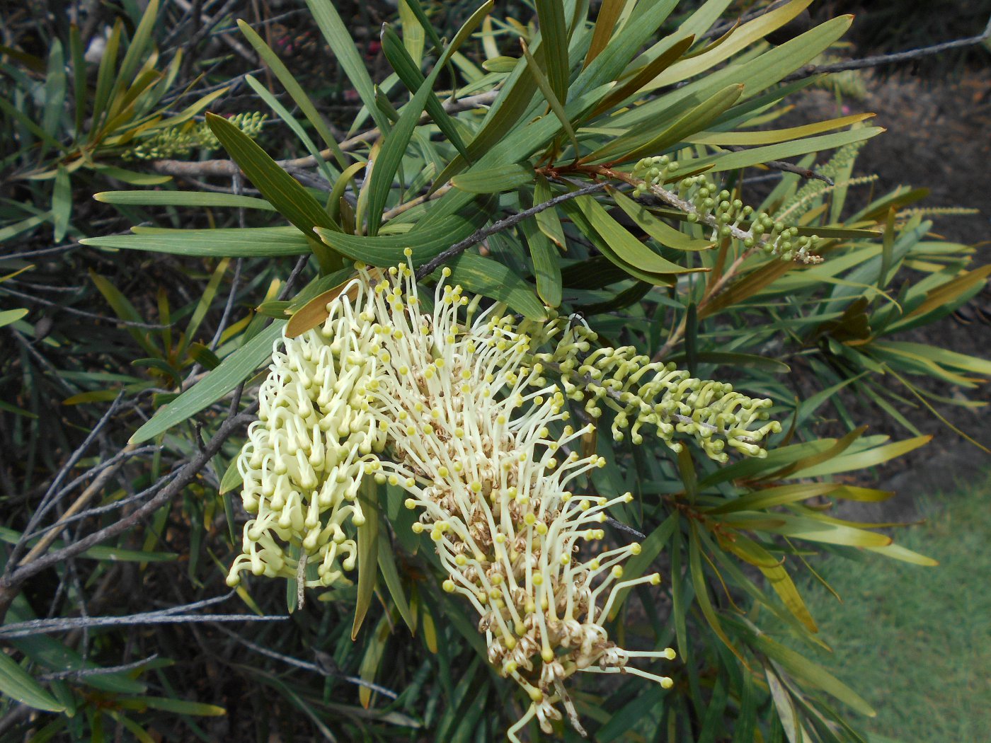 Image of Grevillea exul specimen.