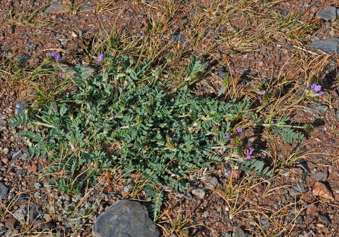 Image of genus Oxytropis specimen.