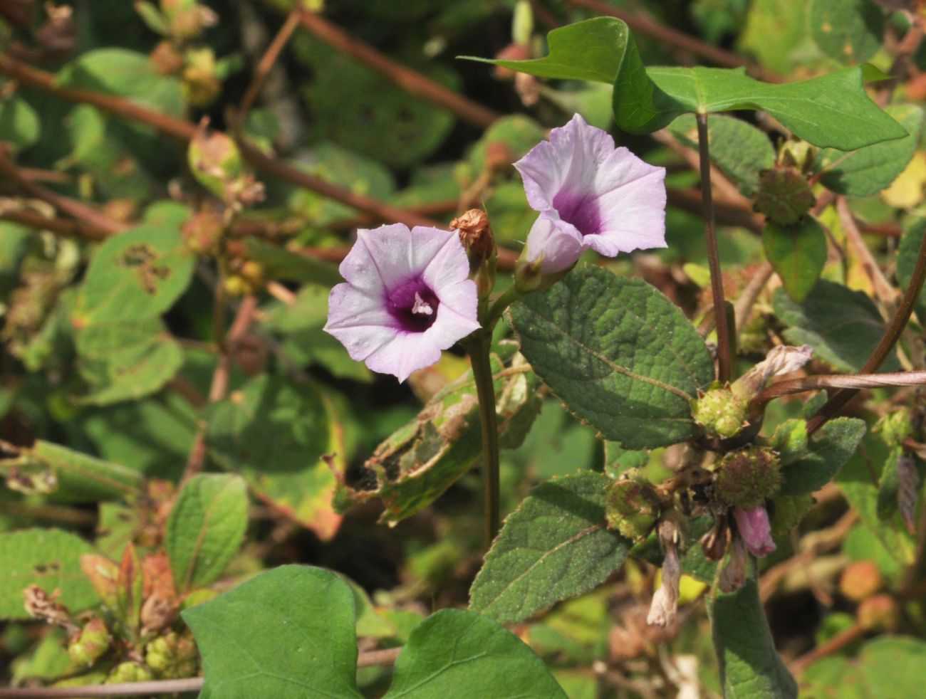 Image of familia Convolvulaceae specimen.