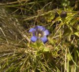 Gentiana septemfida. Цветок. Кабардино-Балкария, Зольский р-н, хребет Тышлы-Сырт. 09.09.2011.