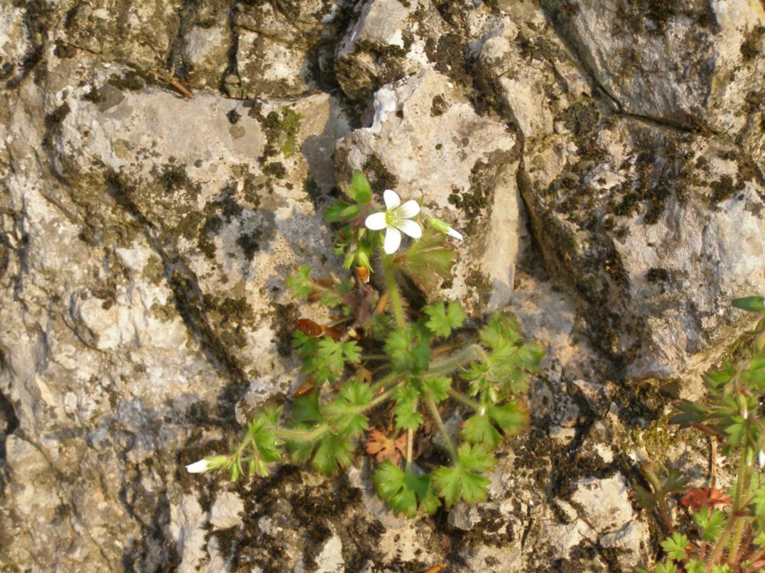 Image of Saxifraga irrigua specimen.