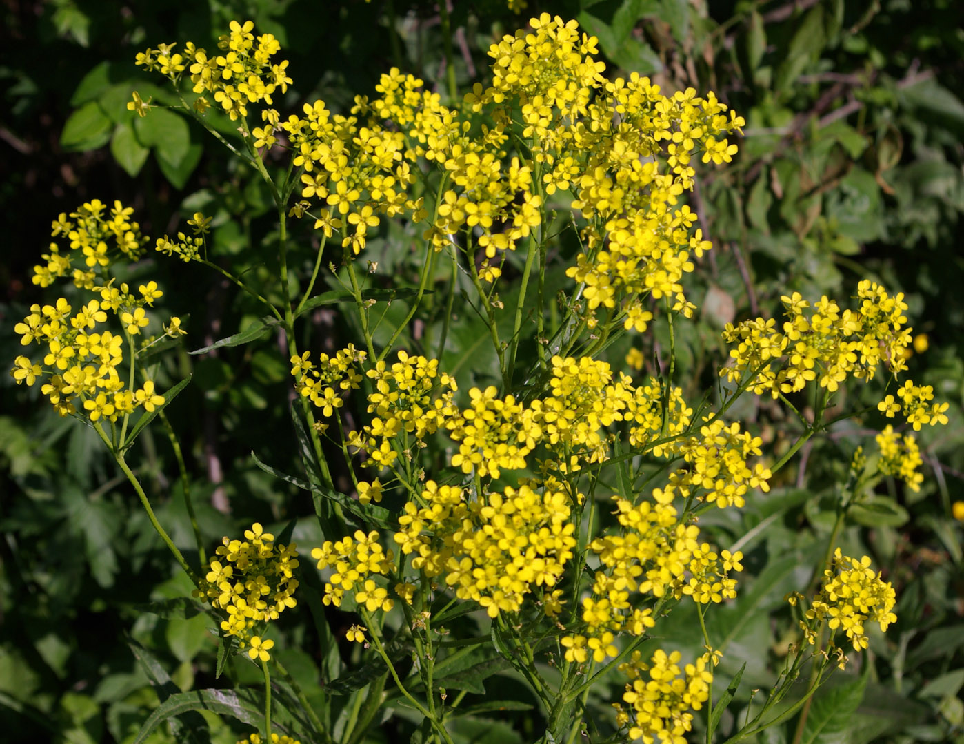 Image of Bunias orientalis specimen.